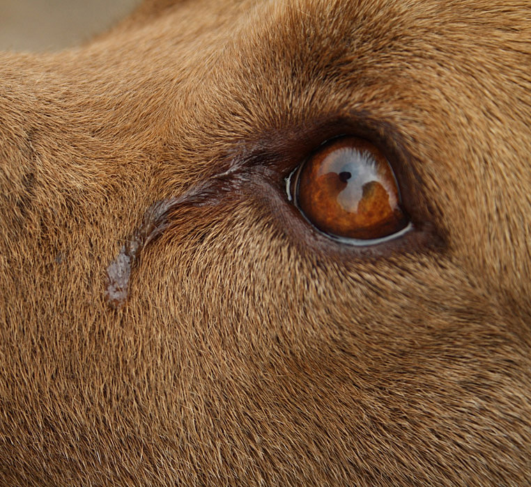 oeil chien, vétérinaire ophtalmologue à la clinique vétérinaire Hopia Versailles Grand Parc